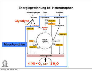 4 [H] + O 2 H O Energiegewinnung bei Heterotrophen Glykolyse