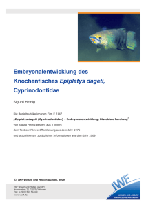 Embryonalentwicklung des Knochenfisches Epiplatys dageti