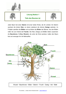 Ast Lösung Station 1 Teile des Baumes (a) A Stamm Wurzel Frucht