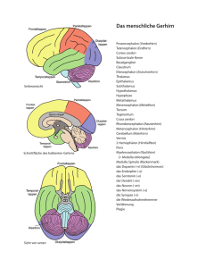 das Gehirn
