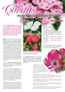 Blumen-Hartriegel – Pflanze des Jahres 2010