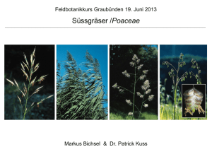 Süssgräser /Poaceae