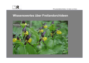 Wissenswertes über Freilandorchideen