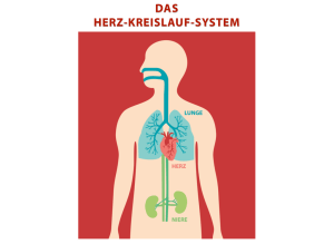 DAS HERZ-KREISLAUF