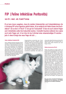 FIP (Feline Infektiöse Peritonitis)