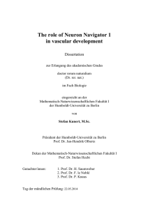 The role of Neuron Navigator 1 in vascular development