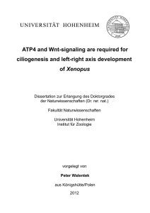 ATP4 and Wnt-signaling are required for ciliogenesis and left