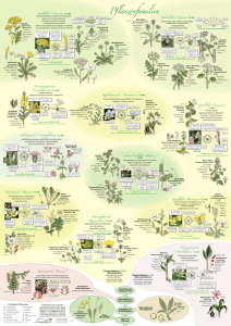 Pflanzenfamilien - Essbare Wildpflanzen