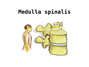 Medulla spinalis