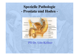 Spezielle Pathologie des Hoden und der Prostata