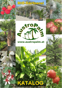 AustroPalm Katalog
