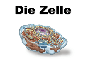 07.Die Zelle_ppt