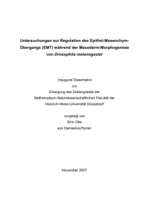 während der Mesoderm-Morphogenese von Drosophila melanogaster