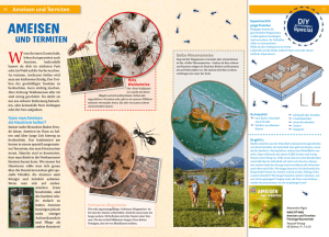 Ameisen und Termiten – Fleissige Baumeister