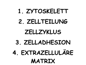 1. zytoskelett 2. zellteilung zellzyklus 3. zelladhesion 4