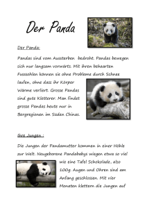 Der Panda: Pandas sind vom Aussterben bedroht. Pandas bewegen