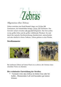 Allgemeines über Zebras: Streifenmuster