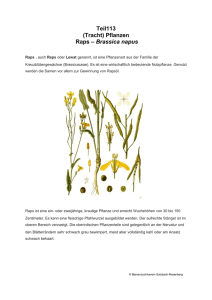 Teil113 (Tracht) Pflanzen Raps – Brassica napus