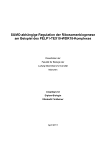 SUMO-abhängige Regulation der Ribosomenbiogenese am