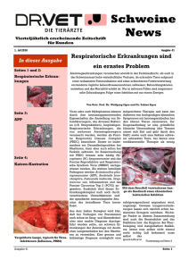 Schweine News - Dr. Vet Tierarzt