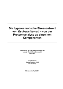 Die hyperosmotische Stressantwort von Escherichia coli – von der