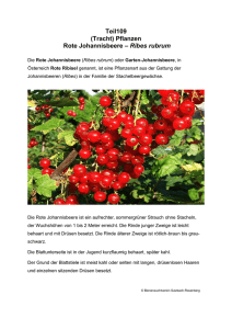 Teil109 (Tracht) Pflanzen Rote Johannisbeere – Ribes rubrum