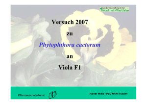 Phytophthora Versuch Viola (Wilke 2007)