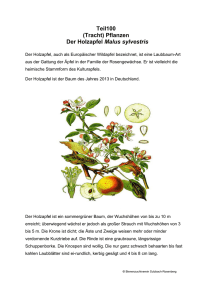 Teil100 (Tracht) Pflanzen Der Holzapfel Malus sylvestris