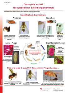 Drosophila suzukii die spezifischen Erkennungsmerkmale