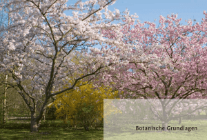 Botanische Grundlagen