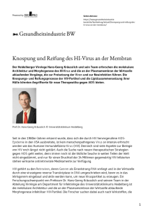 Knospung und Reifung des HI