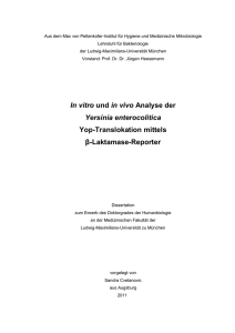 In vitro und in vivo Analyse der Yersinia enterocolitica Yop