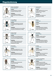 Fliegenbestimmung
