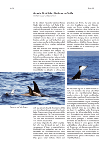 Schweizer Wal-Gesellschaft Newsletter-Dez2014 Orcas in