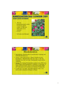 Rhododendron - Sabine Heins