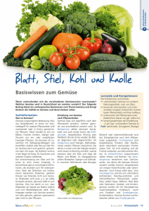 Blatt, Stiel, Kohl und Knolle