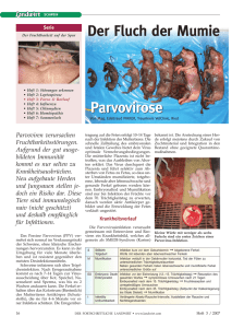Parvovirose Der Fluch der Mumie Parvovirose