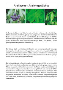 Araliaceae - Araliengewächse