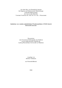 (VEGF) durch Bartonella henselae - Elektronische Dissertationen