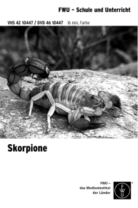 10 447 BH Skorpione