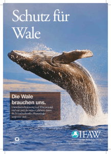 Schutz für Wale