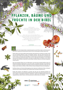 Pflanzen, Bäume und Früchte der Bibel