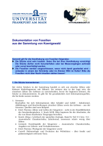 Dokumentation von Fossilien aus der Sammlung von Koenigswald