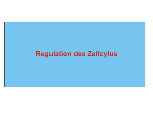 Zellcyclus und CDKs 2016