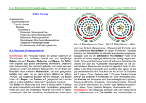 Dritter Kurstag Angiospermae Eudicotyledoneae Core tricolpates