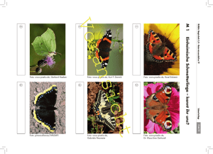 M 1 Einheimische Schmetterlinge – kennt ihr uns?