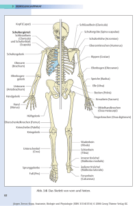 Abb. 3.6 Das Skelett von vorn und hinten.