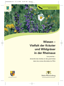 Wiesen – Vielfalt der Kräuter und Wildgräser in der Rheinaue