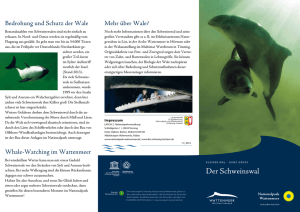 Der Schweinswal - Nationalpark Wattenmeer