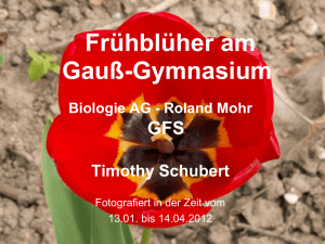 Frühblüher am Gauss-Gymnasium - Carl-Friedrich